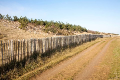 Wooden fence of sand dune conservation scheme at Sizewell, Leiston, Suffolk, England, United