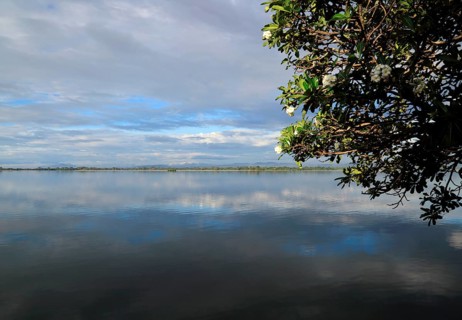 Frangipani flowers calm lake water Polonnaruwa, North Central Province, Sri Lanka, Asia