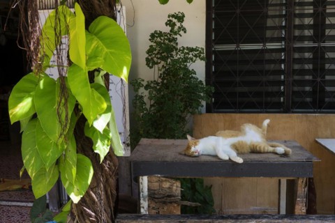 Sleeping cat on a table, rest, break, chill, chill out, relax, animal, house cat, lazy, resting,
