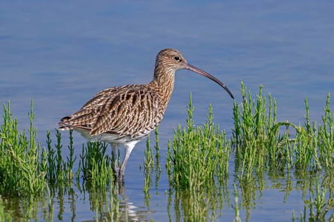 Eurasian curlew, common curlew (Numenius arquata) foraging in shallow water of pond in saltmarsh