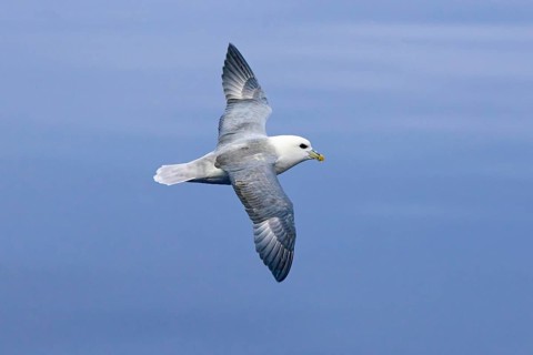 Northern fulmar, Arctic fulmar (Fulmarus glacialis) in flight soaring against blue sky along the
