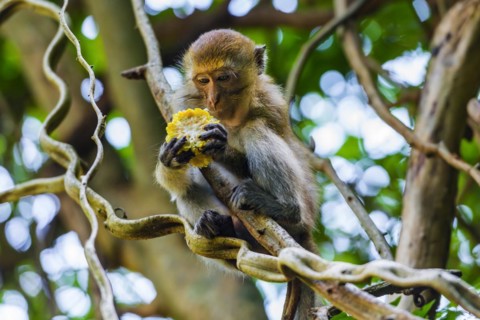 Free-living macaque monkeys (Macaca), at Railay beach, monkey, animal, mammal, wildlife,