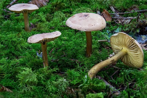 Birch knights (Tricholoma fulvum) stand in dense greenery in the forest, Baden-Württemberg,