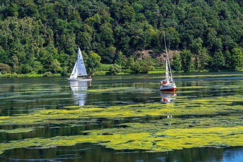 Green carpet of plants on Lake Baldeney in Essen, proliferating aquatic plant Elodea, waterweed, an