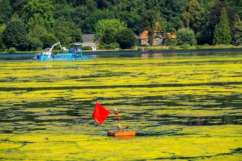Mowing boat Nimmersatt, of the Ruhrverband, tries to keep the green plant carpet on the Lake