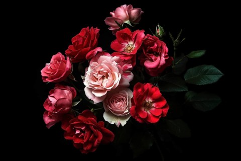Flower bouquet with pink and red roses on dark background. Generative ai, AI generated