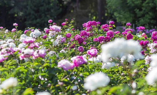 Pink peony flower field in a botanical garden