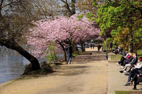 Hamburg, Alster, Frühling, Japanische Blütenkirsche