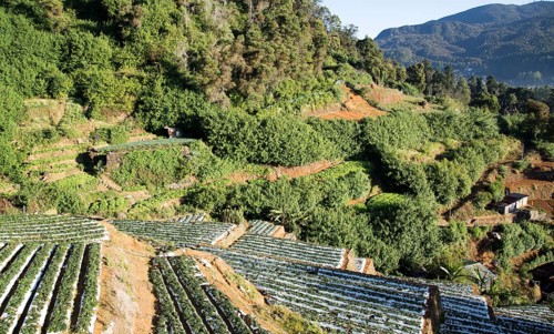 Terraces of vegetable crops near the town of Nuwara Eliya, Central Province, Sri Lanka, Asia
