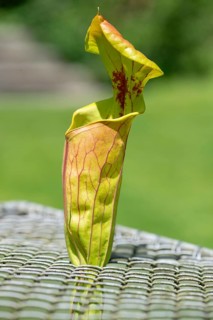 Green pitcherplant (Sarracenia oreophila), Botanical Garden, Erlangen, Middle Franconia, Bavaria,