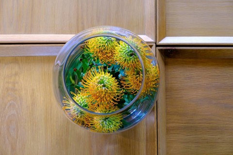Protea, Oldenburg Wine Estate, Oldenburg Vineyards, Banghoek, Stellenbosch, Western Cape, South