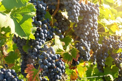 Ripe Dornfelder grapes in the Palatinate. The 2023 vintage is exceptionally good