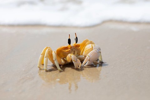 Horn-eyed Ghost crab (Ocypode brevicornis) at Marari Beach or beach, Mararikulam, Alappuzha