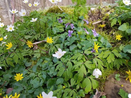Forest flowers, white wood anemone (Anamone nemorosa) yellow lesser celandine (Ficaria verna)