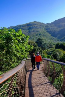 Visitors on the Boomslang Canopy Trail, Kirstenbosch Tree Canopy Walkway, Kirstenbosch Botanical
