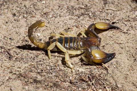 Smooth-headed grave scorpion, (genus Opisthophhalmus), in defence position, Etosha NP, Namibia,