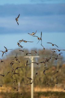 Peregrine Falcon (Falco peregrinus) during an attack on Eurasian Wigeon (Mareca penelope) ducks