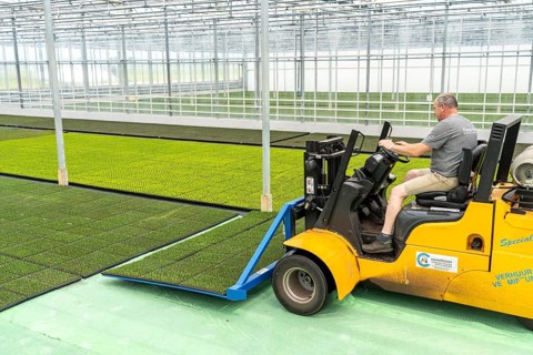 Horticultural business, cuttings, heather, heather plants, Calluna vulgaris, are transported after