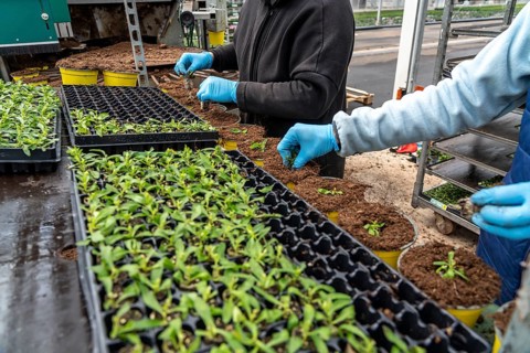 Horticultural business, greenhouse, young plants are potted, the potting soil is filled into the