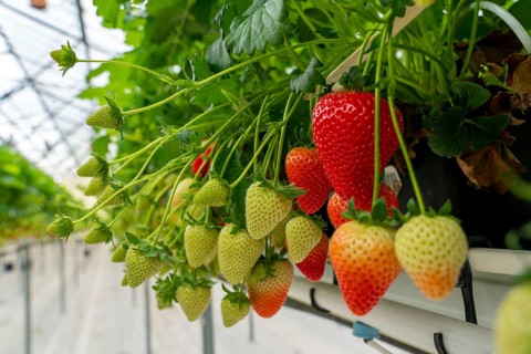 Strawberry cultivation in a greenhouse, strawberry plants with berries at different stages of