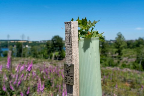 Reforestation in the Arnsberg forest above the Möhnesee, Soest district, citizen forest project,