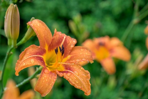 Daylilies (Hemerocallis) with raindrops, North Rhine-Westphalia, Germany, Europe