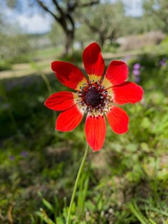 Close-up of a bright red flower with green grass in the background, peacock anemone (Anemone