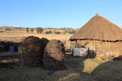 Europia district, small farm and two piles of cow dung, Ethiopia, Africa