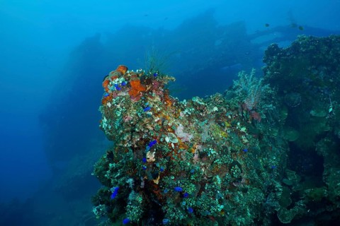 A shipwreck overgrown with coral, nestled in the calm blue depths of the ocean, dive site wreck of