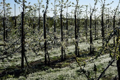 Europe, Germany, Hamburg metropolitan region, Altes Land near Hamburg, fruit growing, irrigation