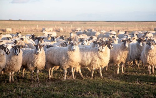 Flock of sheep grazing on drained marshland fields at Gedgrave, Suffolk, England, United Kingdom,