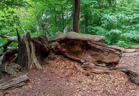 Landscape at Hellsee in Lanke, Bernau, Brandenburg, Germany, Europe