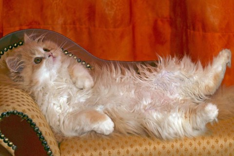 Persian cat, long-haired cat, lying on back, sofa