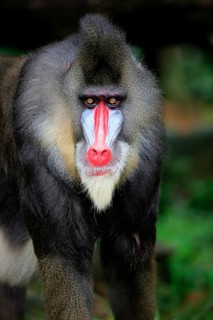 Mandrill (Mandrillus sphinx), adult, male, portrait