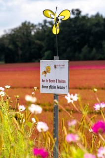 Flowering strips on an open-air area of a horticultural farm, autumn plants, heather plants, the