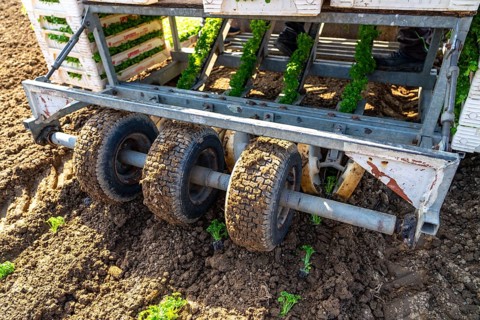 Agriculture, herb gardening, parsley is planted in rows in a field with a planting machine