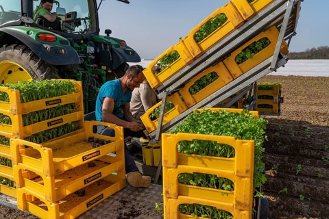 Vegetable cultivation, celery plants are planted in the field with a planting machine,