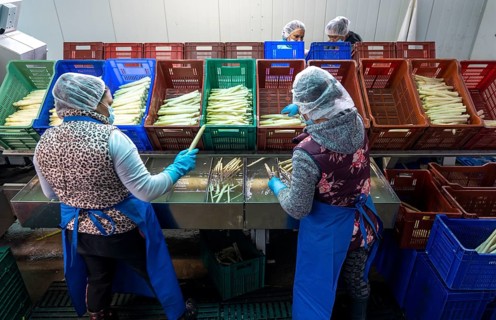 Asparagus farm, white asparagus is washed, cut and sorted by quality after harvesting, near