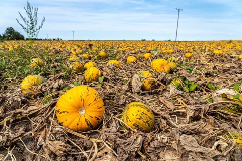 Field with Styrian oil pumpkins, partly dried up due to the drought in summer 2020, on the Lower