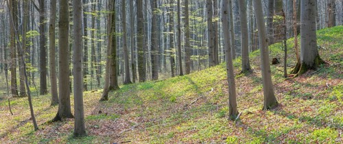 Beech forest in early spring, first tender green leaves, Hainich National Park, Bad Langensalza,
