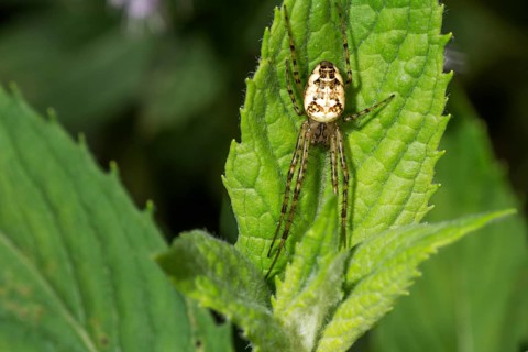 Close-up of an autumn spider (Metellina segmentata) lurking on a leaf, Baden-.Württemberg, Germany,
