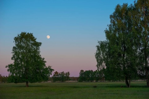 Meadow with solitary sand birch (Betula pendula) or sand birch or silver birch or silver birch or