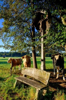 Resting bench with curious cows, in the Kirchsee Filzen, Kirchseemoor, near Sachsenkam, Tölzer