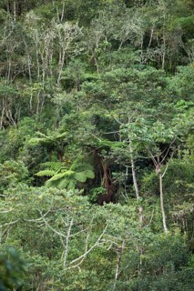 Rainforest or jungle in Machu Picchu Pueblo or Aguas Calientes, Cusco region, Peru, South America