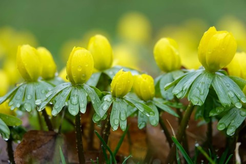 Winter aconites (Eranthis hyemalis), Germany, Europe