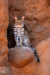 Ocelot (Leopardus pardalis), adult, sitting, at the den, alert, Sonora Desert, Arizona, North
