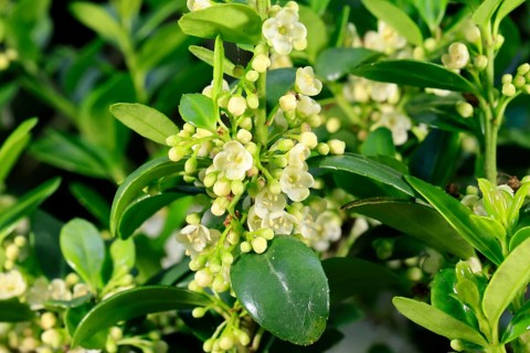 Japanese holly (IIlex crenata), flowering, flower, Ellerstadt, Germany, Europe