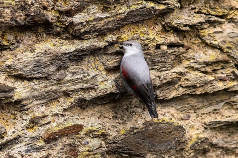 Wallcreeper (Tichodroma muraria) foraging on a wall, wildlife, Germany, Europe
