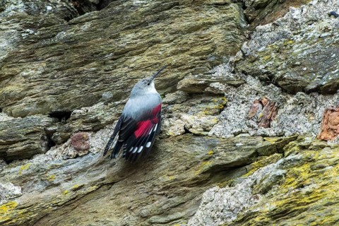 Wallcreeper (Tichodroma muraria) foraging on a wall, wildlife, Germany, Europe