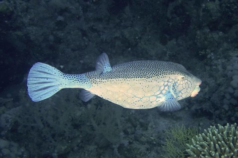 Yellow boxfish (Ostracion cubicus), dive site wreck of the Giannis D, Hurghada, Egypt, Red Sea,